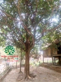 Cây Dâu Da Đất