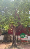 Cây Khế