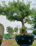 Cây Lộc Vừng