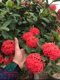 CÂY HOA MẪU ĐƠN TA (TRUYỀN THỐNG)
