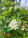 Cây Hoa Nguyệt Quế
