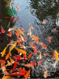 HỒ CÁ KOI 38