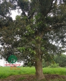 Cây Xoài