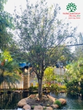 CÂY HOA MỘC HƯƠNG