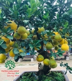 CÂY BƯỞI