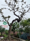Cây Vú Sữa