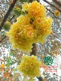 Cây Sầu Riêng