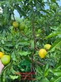 Cây Vú Sữa