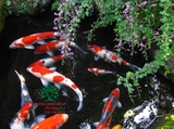 Hồ cá Koi 53