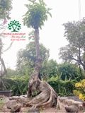 CÂY VẢ