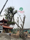 Thi công thực tế Chùa Đào Thục