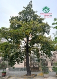 Cây Chay