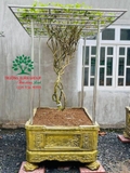 CÂY HOA NHÀI