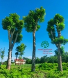 Cây Xoài