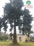 CÂY TAI CHUA