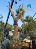 Thi công thực tế 92