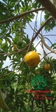 Cây Vú Sữa