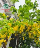 Muồng Hoàng Yến