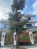 Cây Vú Sữa