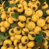 CÂY THỊ