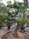 Cây Hoa Nguyệt Quế