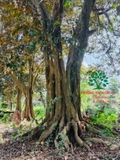 Cây Vú Sữa