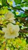 CÂY HOA NHÀI