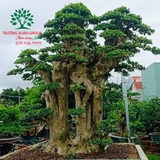 CÂY DUỐI