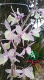Hoa Lan