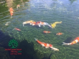 Hồ cá Koi 49