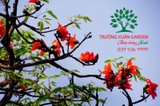 CÂY GẠO