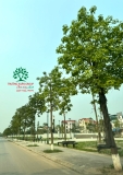 CÂY NHỘI