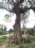 CÂY NHỘI
