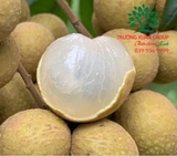 Cây Nhãn