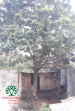 Cây Trứng Gà