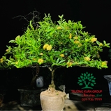 CÂY HOA MẪU ĐƠN TA (TRUYỀN THỐNG)