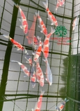 Hồ cá Koi 3