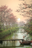 Cây Gạo