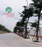 Thi công thực tế 84