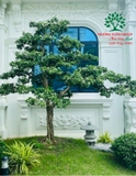 Cây Hoa Nguyệt Quế