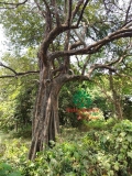 CÂY THỊ