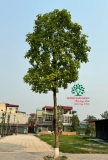 CÂY NHỘI