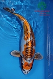 Hồ cá Koi 47