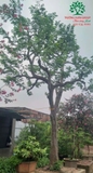 Cây Khế