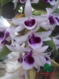 Hoa Lan