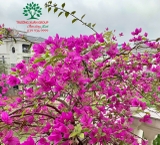 Hoa Giấy