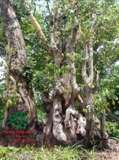 Cây Khế