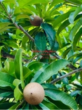 Cây Hồng Xiêm