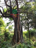 CÂY THỊ