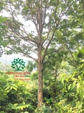 CÂY HỒNG GIÒN